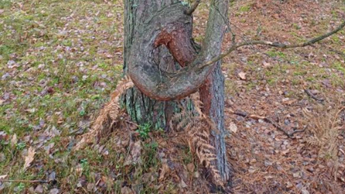 Leśnicy pokazali zdjęcie "pokręconej sosny".