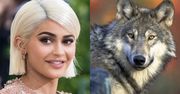 Kylie Jenner nazwała synka... WOLF! Łączy się z naturą?