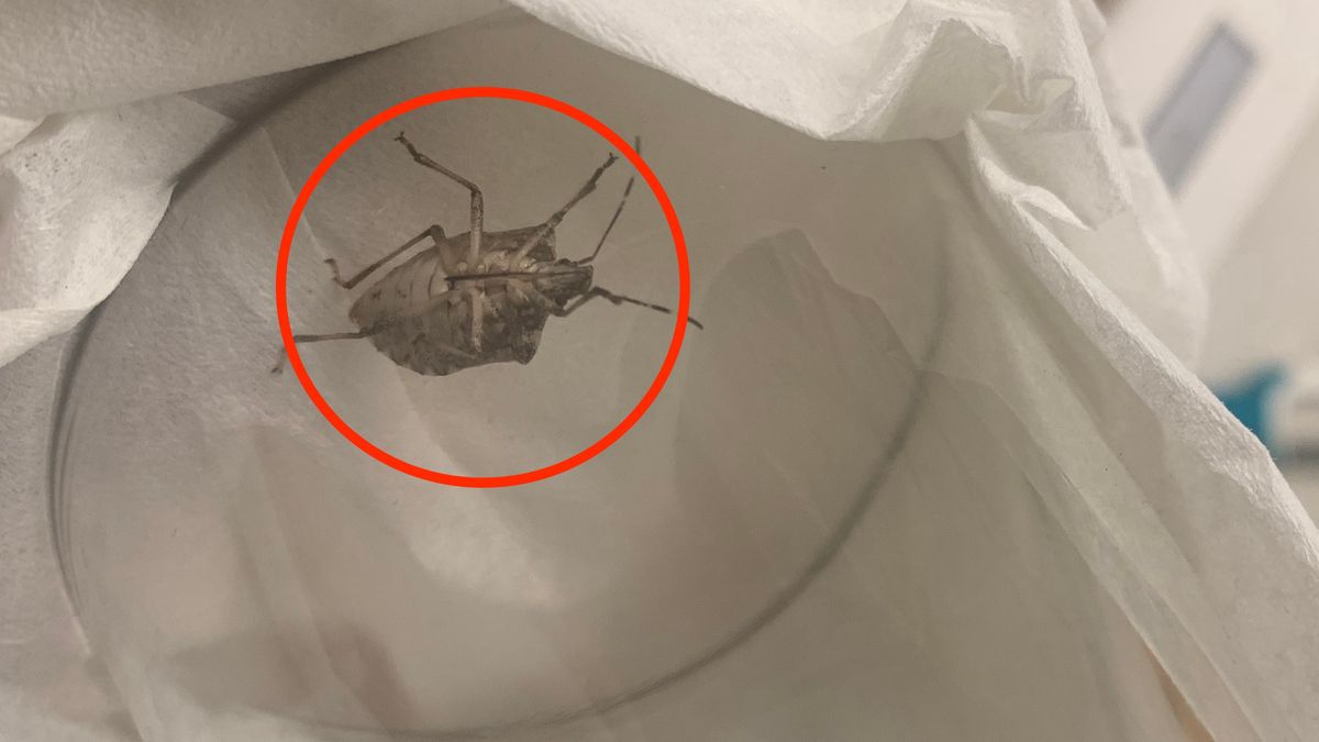 Odorki już wlatują do domów w poszukiwaniu ciepła