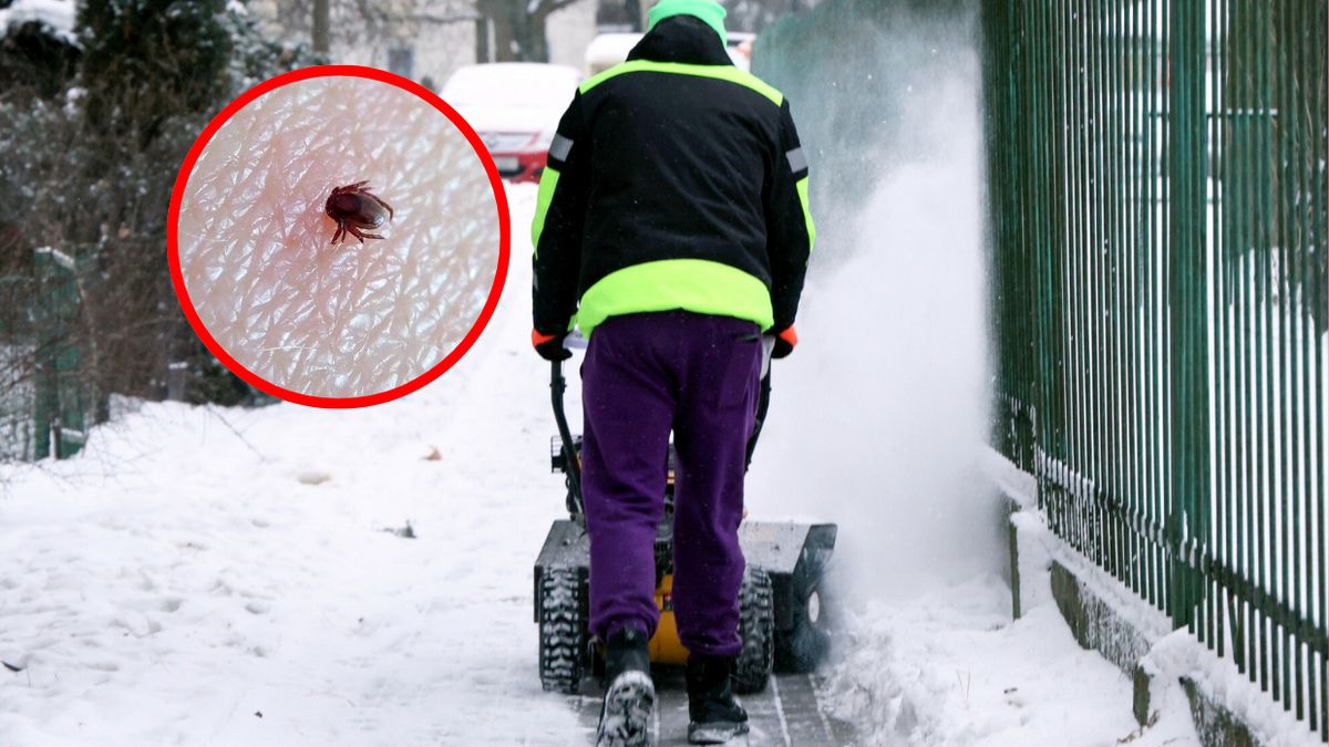 Czy mroźna zima wpłynie na komary i kleszcze?