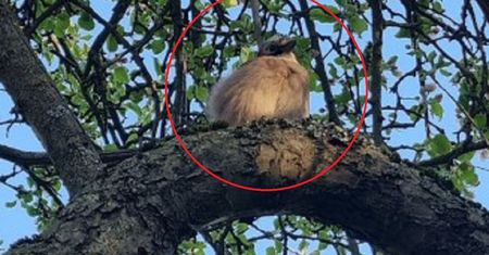 Monitoring osiedlowo-ogrodowy. "Mam tylko nadzieję, że ogórki urosną"