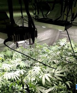 Lubin. 195 krzewów konopi w mieszkaniu. 27-latek hodował je pod namiotem