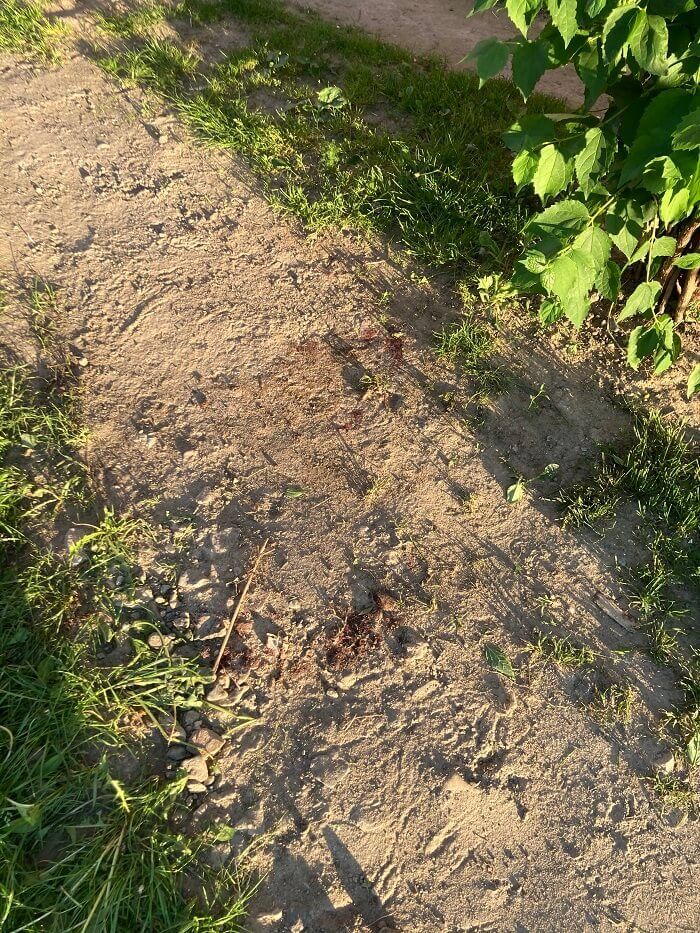 Krew amstaffa, który wyskoczył z okna na pierwszym piętrze i złamał nogę