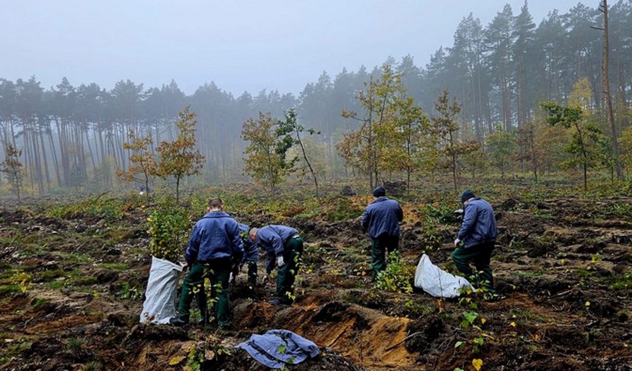 Więźniowie posadzili las. "Resocjalizacja poprzez aktywność"