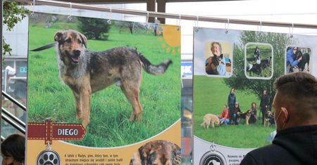 Bielsko-Biała. Szczytny cel wystawy. Ma zachęcić do adopcji zwierząt ze schroniska