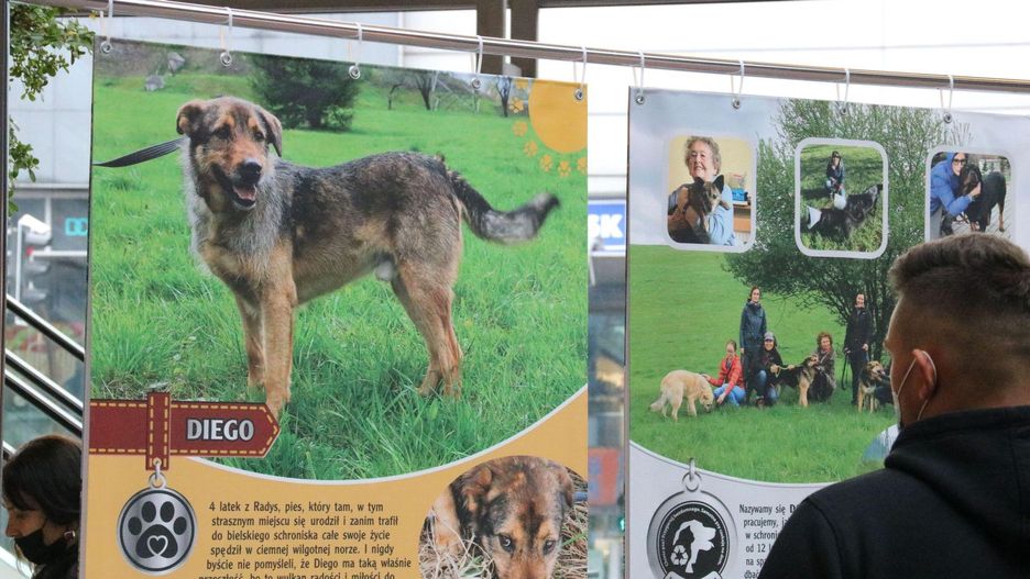 Bielsko-Biała. Wolontariusze liczą, że dzięki wystawie zdjęć psów, uda się im znaleźć nowy dom.