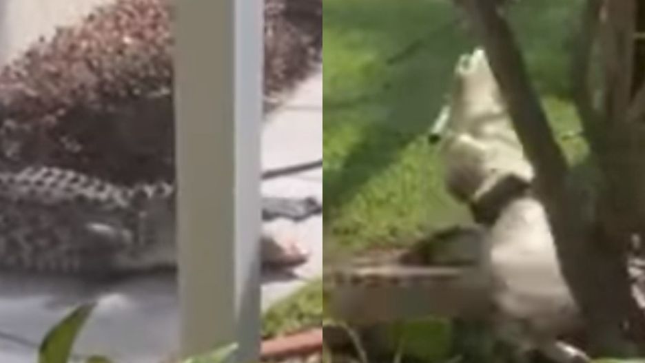 Aligator