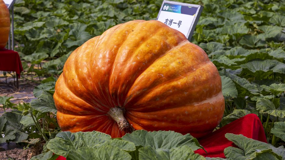 CHANGCHUN, CHINA - AUGUST 21: A giant pumpkin is on show during the 24th China Changchun International Agriculture and Food Expo (Trade) at the Changchun Modern Agricultural Park on August 21, 2025 in Changchun, Jilin Province of China. (Photo by VCG/VCG via Getty Images)