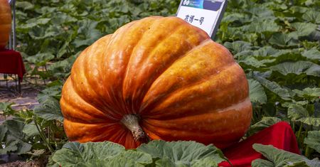 Rosną do gigantycznych rozmiarów. Ale dlaczego?