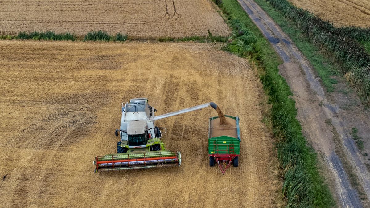 Prace polowe w Cedrach Wielkich
Piotr Hukalo/East News, 14.08.2022 Cedry Wielkie Prace polowe. Zbior pszenicy.
Piotr Hukalo