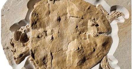 "Niemiecki" żółw. Sensacyjne odkrycie sprzed 150 mln lat