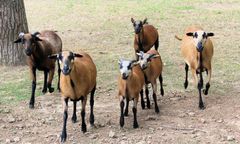 Eko-kosiarki podbijają Polskę. Oto sposób na trawę