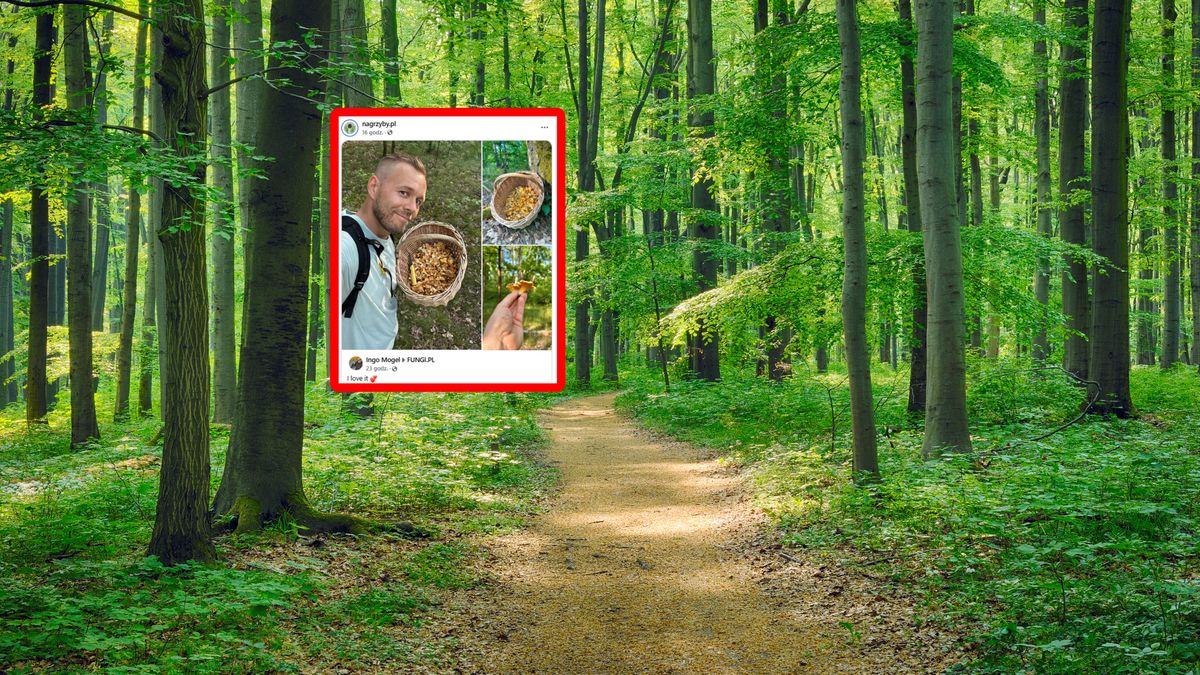 Pokazał zdjęcia z grzybobrania.