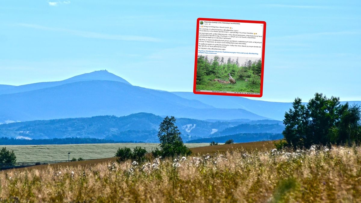 Sensacja ornitologiczna w Górach Sowich.