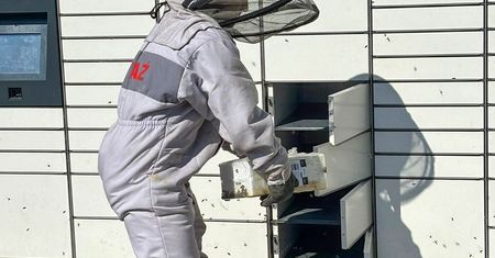 Rój pszczół opanował paczkomat w Tenczynku. Strażacy w akcji z gazą i płynem do dezynfekcji