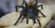 Jad tarantuli uśmierzy ból. Nowa alternatywa dla leków przeciwbólowych