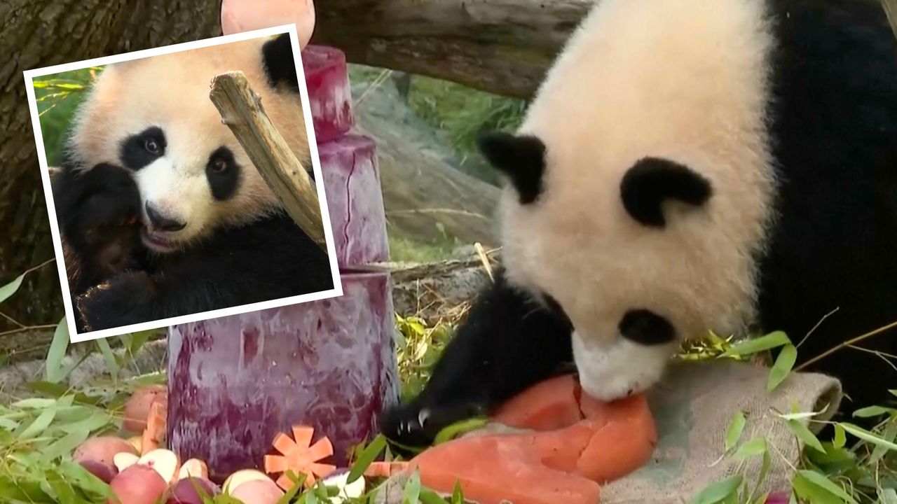 Bliźniaczki pandy obchodzą 2 urodziny. Taki tort dostały w zoo