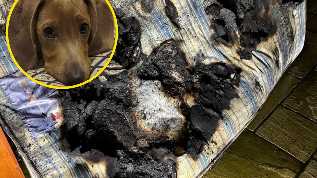 Pies wskoczył na suszarkę do włosów i wzniecił pożar. Zdj. ilustracyjne 