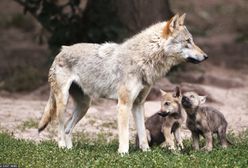 Zabrali szczenię wilka z lasu. Pomylili je z psem