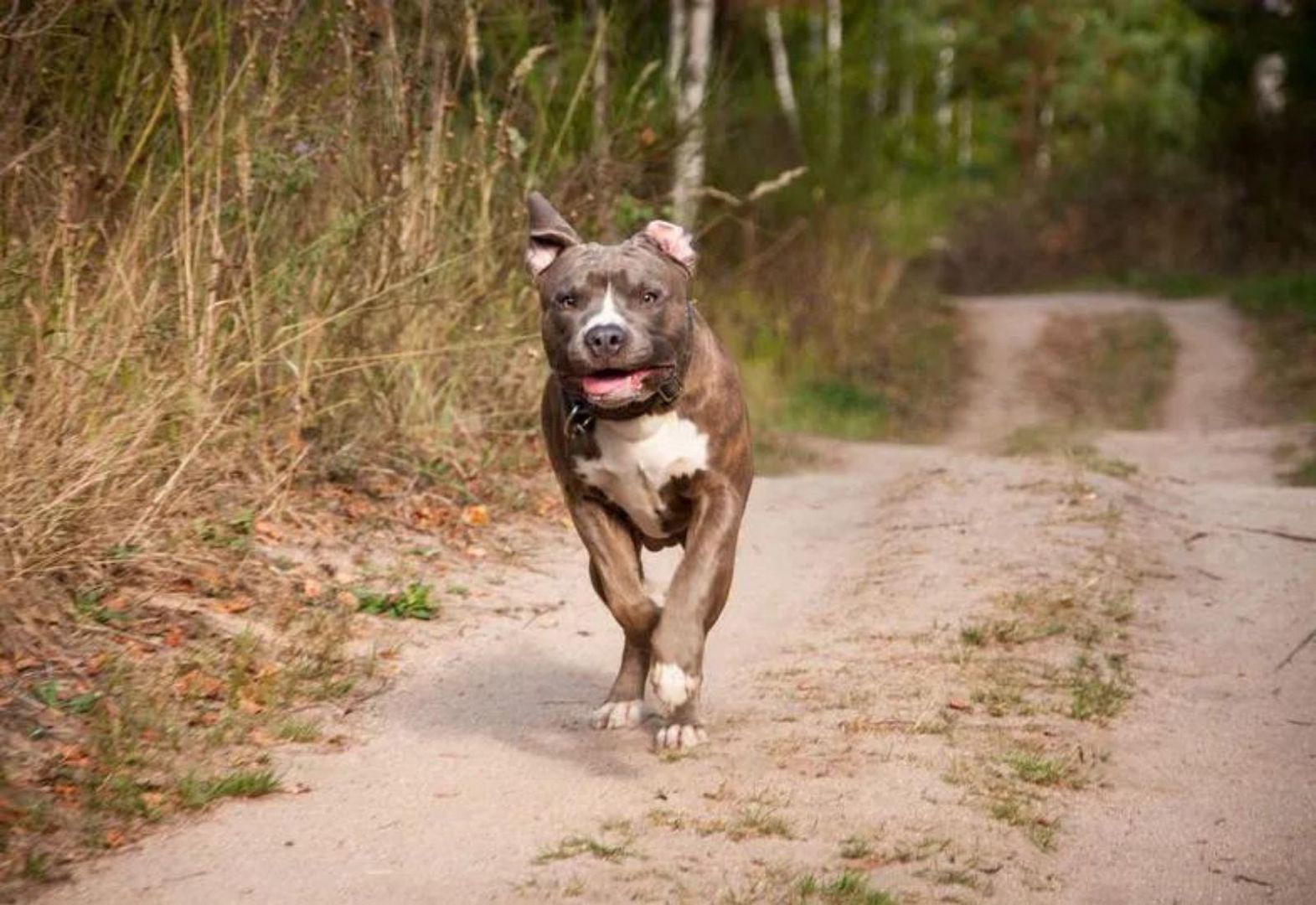 Spuścił amstaffy i canne corso ze smyczy. Wydał komendę: atakuj!