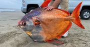 Rzadka, tajemnicza ryba znaleziona na plaży. Waży aż 45 kilogramów