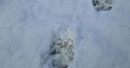Śnieżny krajobraz uwidocznił ślady. Zdjęcie z Ustrzyk Dolnych