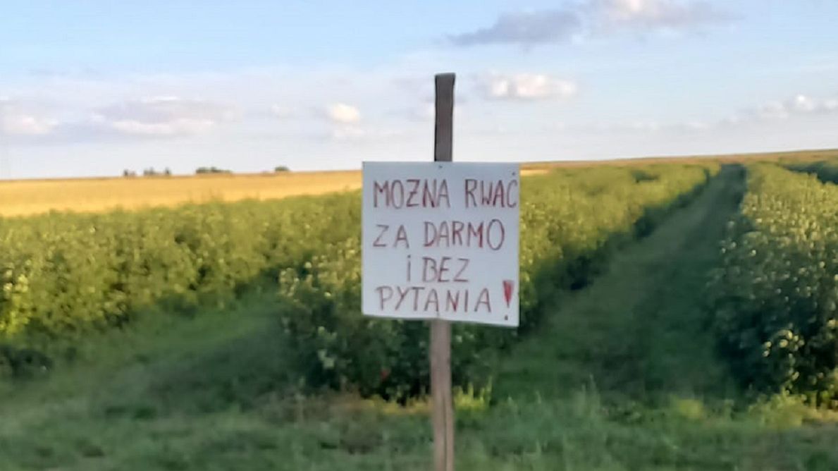 Rozdaje i zachęca do zrywania bez pytania - tak rolnik chce uratować swoje zbiory