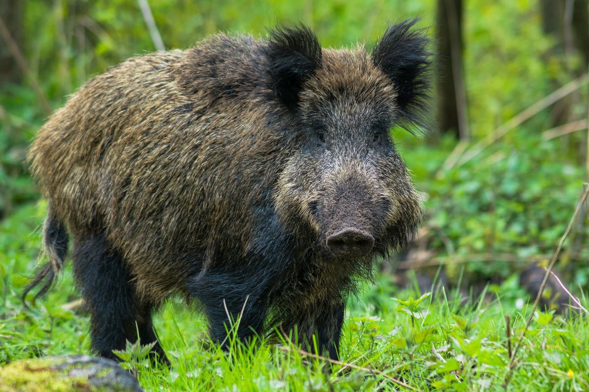 Czujesz w lesie zapach przyprawy do zup? Nie wydaje ci się, lepiej zawróć