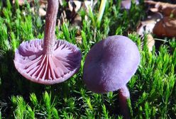 Mroczne grzybobranie. Znalezienie tego grzyba może cię przerazić