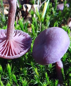 Mroczne grzybobranie. Znalezienie tego grzyba może cię przerazić