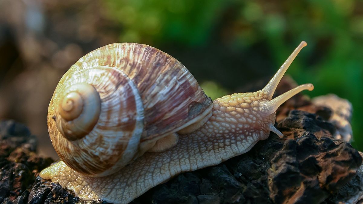 Ciekawe odkrycie naukowców. Już 170 tys. lat temu ludzie mogli jeść gigantyczne ślimaki. 