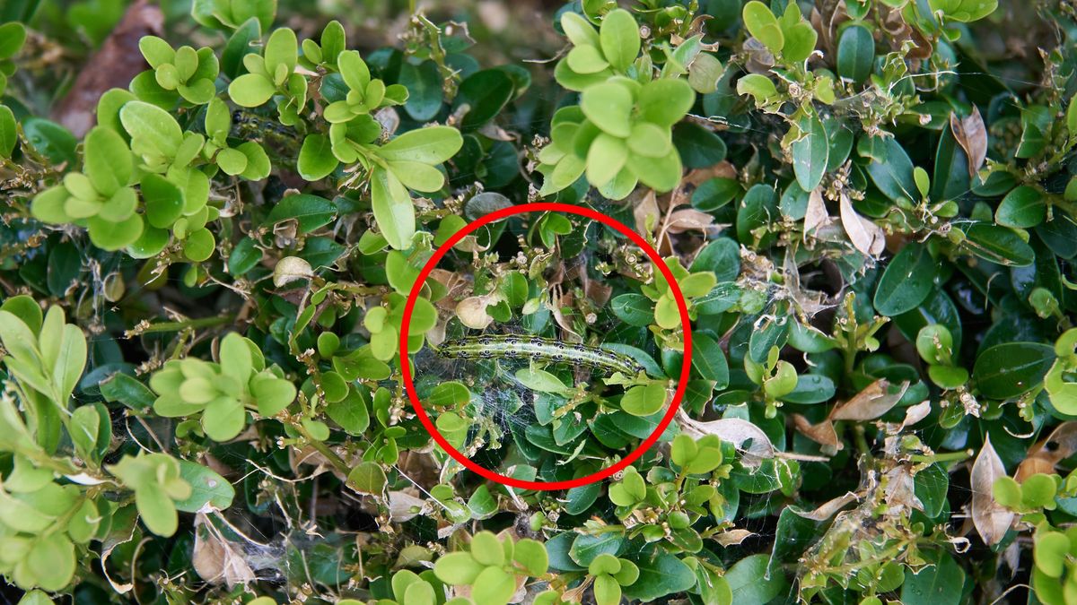 Ćma bukszpanowa może w krótkim czasie zrujnować krzewy bukszpanu