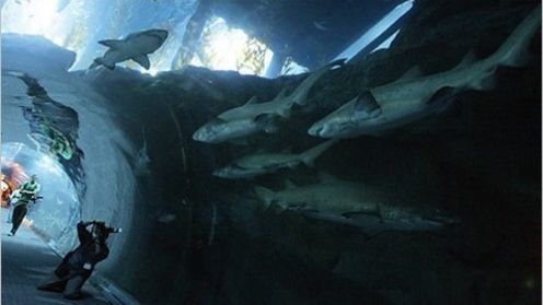 W centrum handlowym w Dubaju przecieka gigantyczne akwarium (wideo) 1