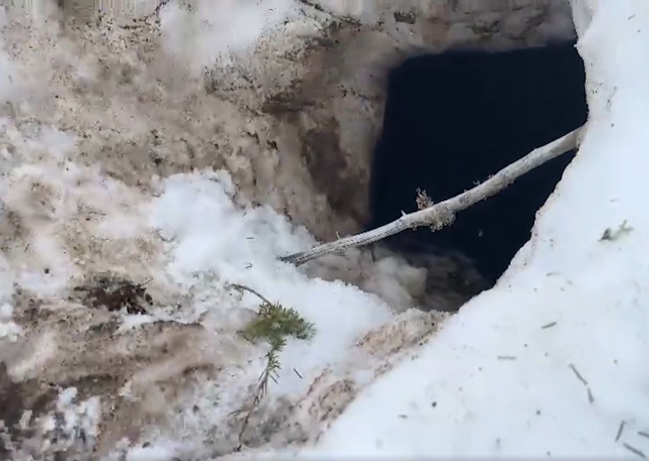 Inside a bear's den: Tatra National Park staff give insight into hibernation habits as early awakenings observed