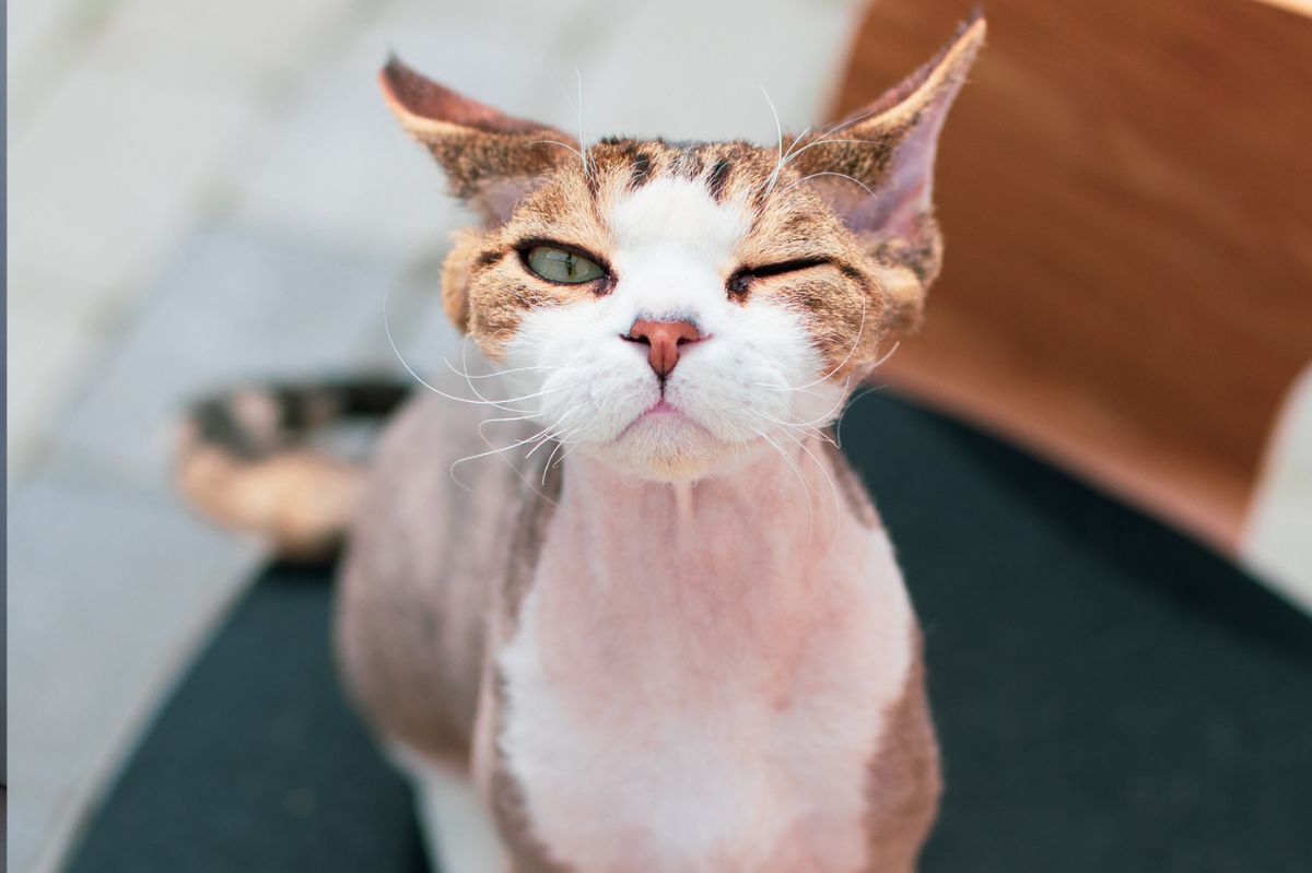 Cat with a squinted eye