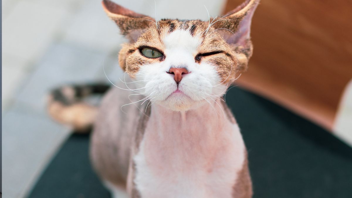 Kot z przymrużonym okiem