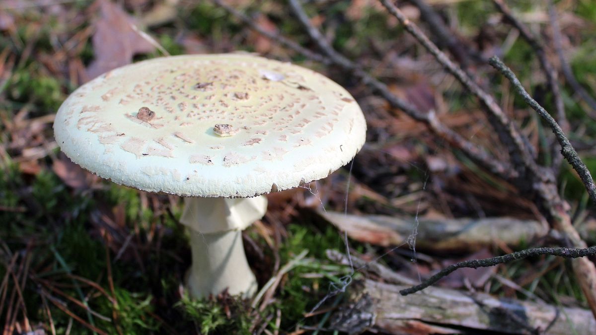 Muchomor sromotnikowy niesie śmiertelne zagrożenie