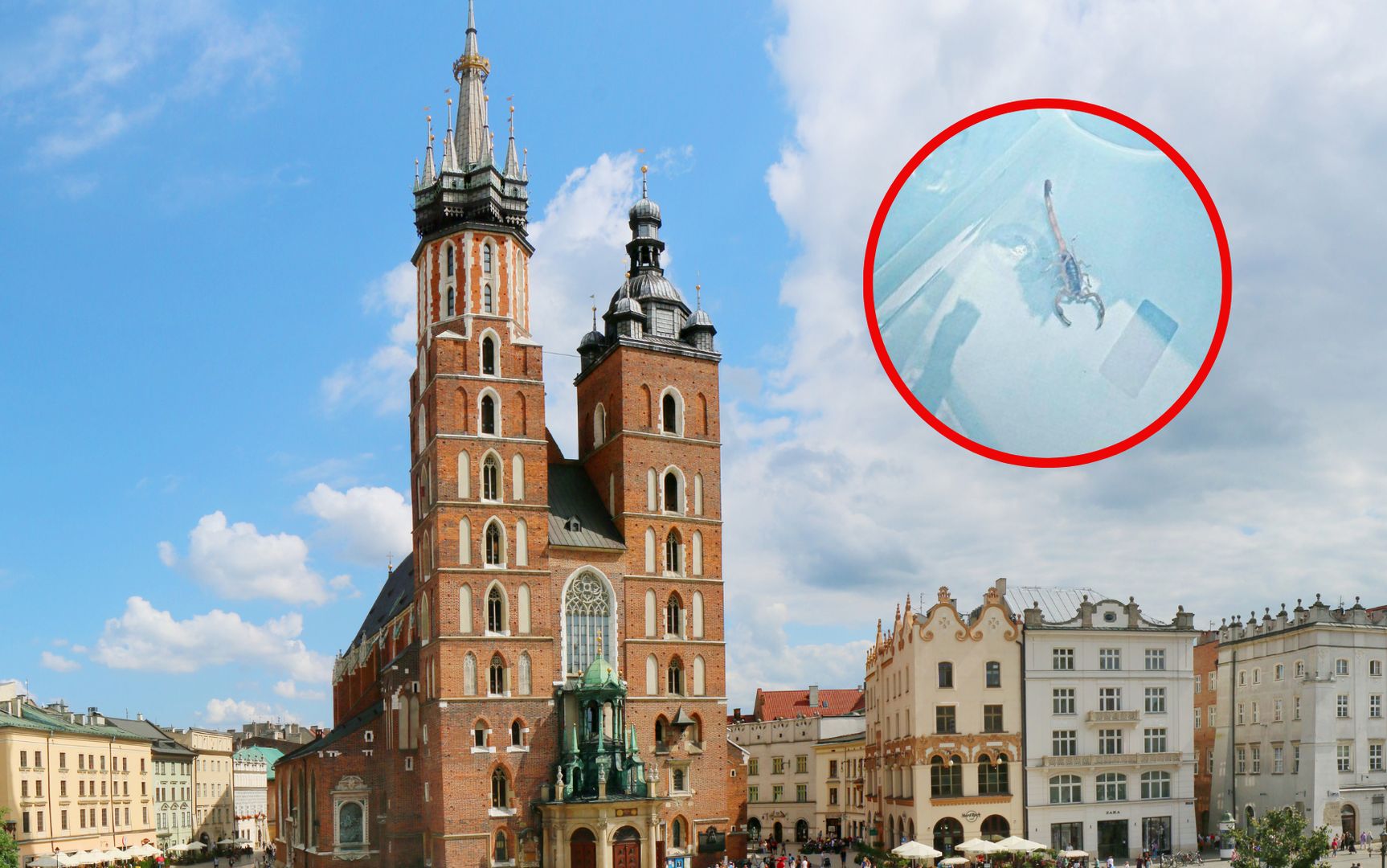 Skorpiony w tej części świata nie są spotykane 