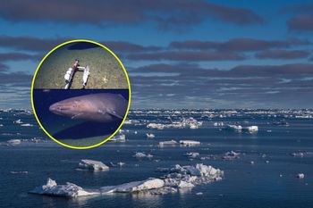 Przełomowe nagranie naukowców. Oto, co znaleźli w wodach Antarktyki