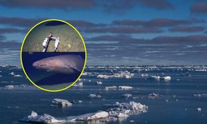 Przełomowe nagranie naukowców. Oto, co znaleźli w wodach Antarktyki
