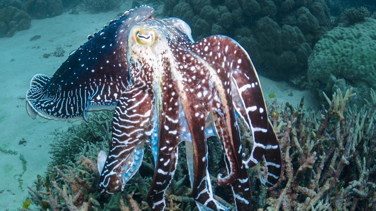 Mątwy zdały test dla dzieci. Mają nietypowe zdolności