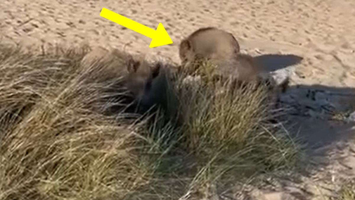 Dziki szukające pożywienia na plaży w Gdyni