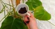 Kiedy monstera marnieje, nie biegnę do ogrodniczego. Ratunek znajduję w kuchennej szafce