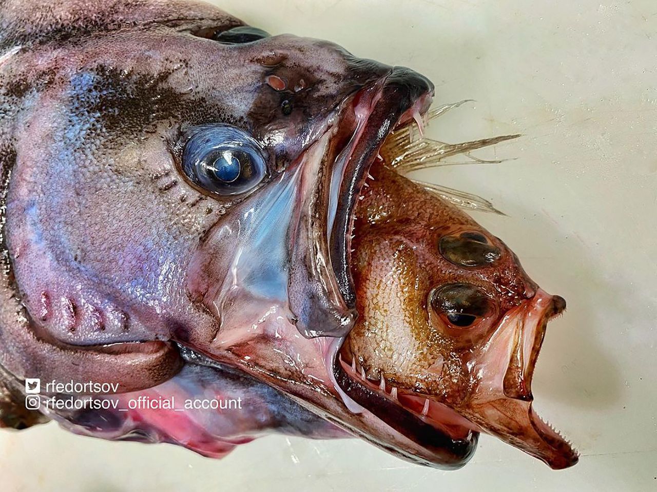 Przerażające stwory z otchłani. Rosyjski rybak zadziwia swoimi odkryciami
