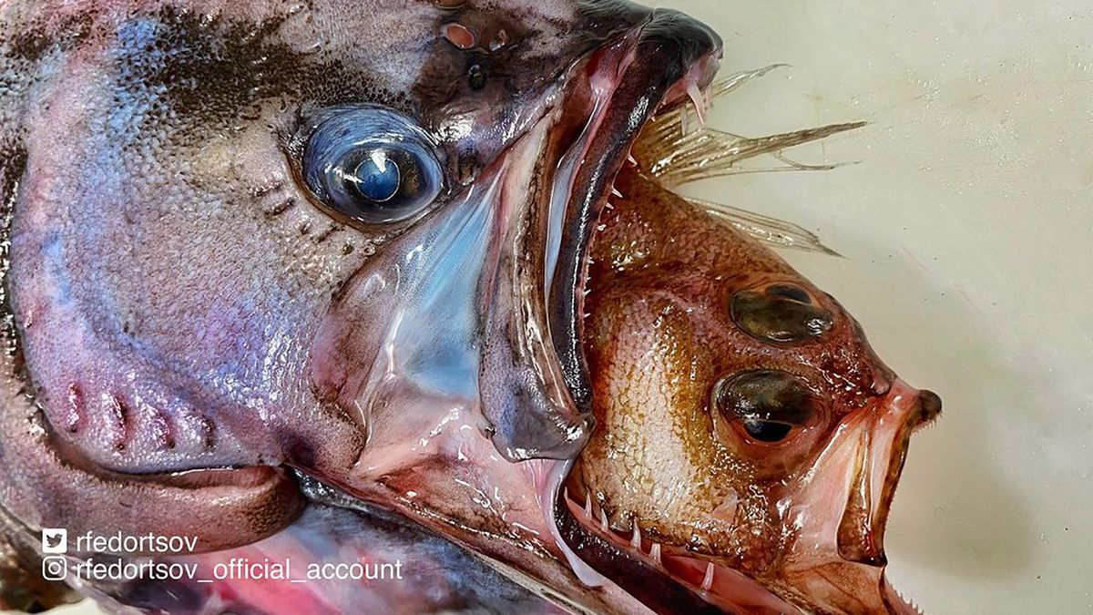 Przerażające stwory z otchłani. Rosyjski rybak zadziwia swoimi odkryciami 1