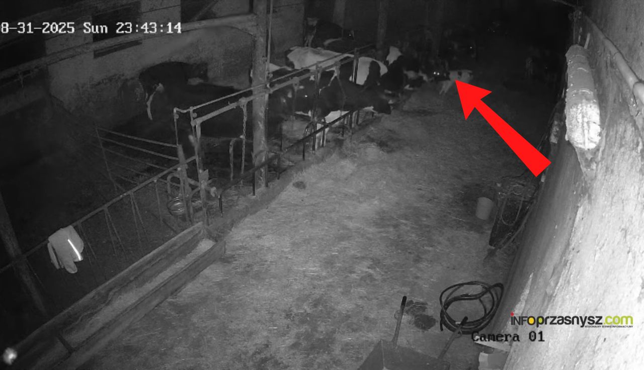Kamera uchwyciła go przed 0:00. "Nie został niemal ślad"