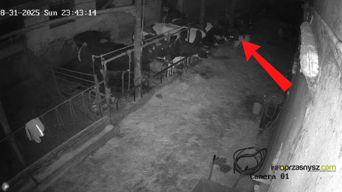 Atak wilka w gminie Chorzele.