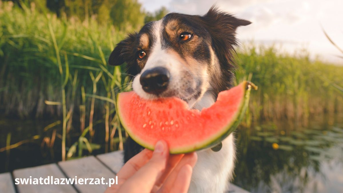 Międzynarodowy Dzień Owoców - owoce dla zwierząt domowych