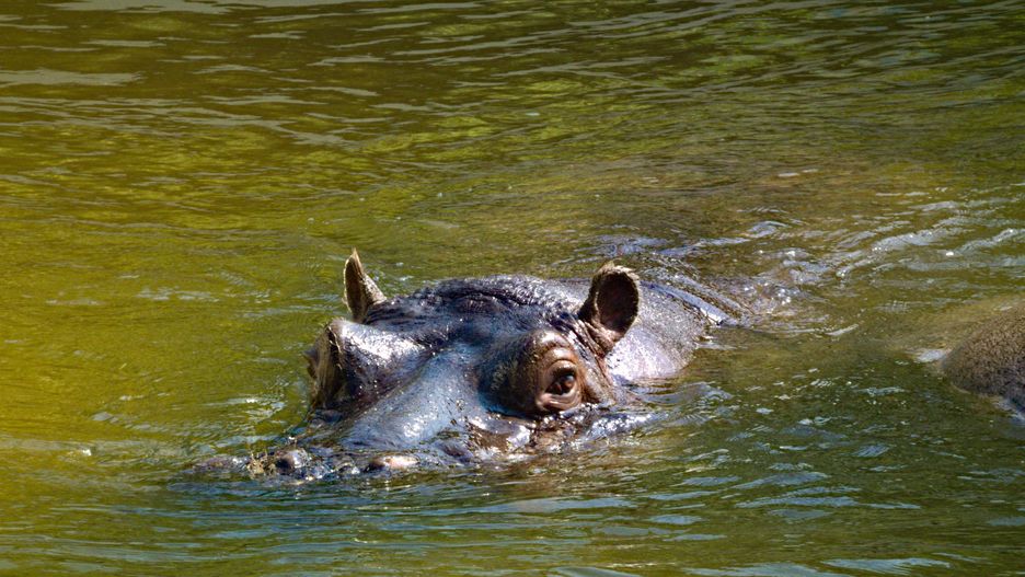 Hipopotam wywołał spore poruszenie w japońskim zoo 