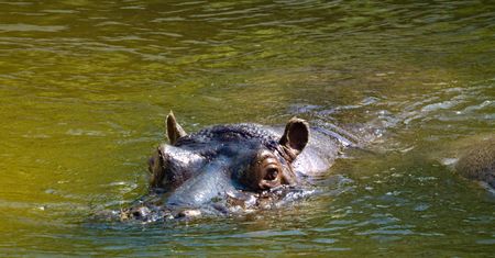 Kuriozalna pomyłka w japońskim zoo. Po siedmiu latach odkryli prawdę